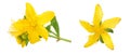 saint john's wort or Hypericum flowers isolated on white background Royalty Free Stock Photo