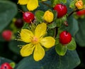 Saint John& x27;s Wort Pumpkin Yellow Flowers Red Berries Royalty Free Stock Photo