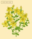 Saint Johns wort blooming branch