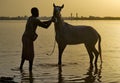 Horse bathing at dawn Royalty Free Stock Photo