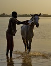 Horse bathing at dawn Royalty Free Stock Photo