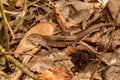 Saint Lucia Whiptail Lizard Royalty Free Stock Photo