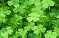 Saint Patrick Green Clover Background