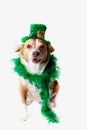 Saint Patrick's Day dog Royalty Free Stock Photo
