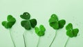 Saint Patricks Day background with green shamrock top view