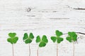 Saint Patricks Day background with green shamrock on white rustic texture top view.