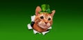 Saint Patricks Irish Cat