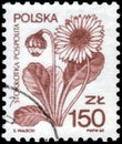 Saint Petersburg, Russia - April 30, 2020: Postage stamp printed in the Poland with the image of the Daisy, Bellis perennis, circa