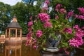 Flowers on the edge of the pond