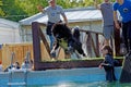 The dog jumps into the pool of water