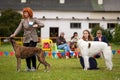 Sighthound dogs outdoor on dog show at summer Royalty Free Stock Photo