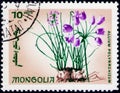 Saint Petersburg, Russia - February 06, 2020: Postage stamp issued in Mongolia with the image of Multi-root onion, Allium