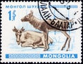 Saint Petersburg, Russia - February 06, 2020: Postage stamp issued in Mongolia with the image of Reindeer, Rangifer tarandus,
