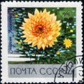 Saint Petersburg, Russia - February 17, 2020: Postage stamp issued in the Soviet Union with the image of the Dahlia Listopad, Royalty Free Stock Photo