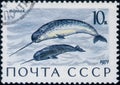 Saint Petersburg, Russia - February 20, 2020: Postage stamp issued in the Soviet Union with the image of the Narwhal, Monodon Royalty Free Stock Photo