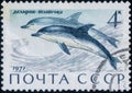 Saint Petersburg, Russia - February 20, 2020: Postage stamp issued in the Soviet Union with the image of the Short-beaked Common