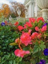 Flower garden with pink and blue flowers on the background of large stone vases, Elaginoostrovsky Palace, autumn trees and sky Royalty Free Stock Photo