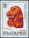 Saint Petersburg, Russia - January 08, 2020: Postage stamp issued in Bulgaria with the image of the Cocker Spaniel, Canis lupus Royalty Free Stock Photo