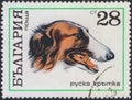 Saint Petersburg, Russia - January 08, 2020: Postage stamp issued in Bulgaria with the image of the Russian wolfhound, Canis lupus