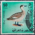 Saint Petersburg, Russia - January 13, 2020: Postage stamp issued in Iraq with the image of the Marbled Duck. Marmaronetta