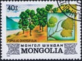 Saint Petersburg, Russia - January 03, 2020: Postage stamp issued in Mongolia with the image of turang different leaf, Populus