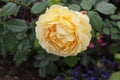 SAINT-PETERSBURG, RUSSIA - July 10 , 2014: Beautiful roses in Catherine Park in Tsarskoe Selo Royalty Free Stock Photo
