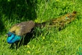 Saint Petersburg Russia July 1, 2021. Leningrad Zoo in the summer. Peacock Royalty Free Stock Photo