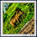 Saint Petersburg, Russia - March 06, 2020: Postage stamp issued in the Guinea with the image of the Common Warthog, Phacochoerus