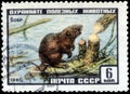 Saint Petersburg, Russia - March 15, 2020: Postage stamp issued in the Soviet Union with the image of the Eurasian Beaver, Castor