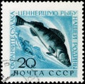 Saint Petersburg, Russia - March 15, 2020: Postage stamp issued in the Soviet Union with the image of the Pike-perch, Lucioperca Royalty Free Stock Photo