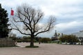 Saint-Petersburg, Russia, May 6, 2015: Old oak tree in Field of Mars or Marsovo Polye, large park. Saint-Petersburg with