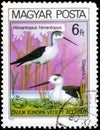 Saint Petersburg, Russia - May 17, 2020: Postage stamp issued in the Hungary with the image of the Black-winged Stilt, Himantopus