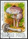 Saint Petersburg, Russia - May 17, 2020: Postage stamp issued in the Hungary with the image of the Parasol, Macrolepiota procera. Royalty Free Stock Photo