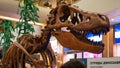 Dinosaur skeleton head close up photo in museum Royalty Free Stock Photo