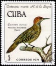 Saint Petersburg, Russia - November 12, 2020: Postage stamp issued in the Cuba with the image of the Cuban Flicker, Nesoceleus