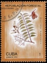 Saint Petersburg, Russia - September 18, 2020: Postage stamp issued in the Cuba with the image of the Cedrela mexicana. From the