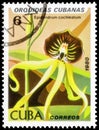 Saint Petersburg, Russia - September 18, 2020: Postage stamp issued in the Cuba with the image of the Epidendrum cochleatum. From