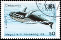 Saint Petersburg, Russia - September 18, 2020: Postage stamp issued in the Cuba the image of the Humpback Whale, Megaptera