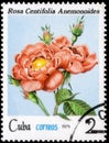 Saint Petersburg, Russia - September 18, 2020: Postage stamp issued in the Cuba with the image of the Rosa centifolia. From the