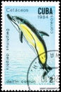 Saint Petersburg, Russia - September 18, 2020: Postage stamp issued in the Cuba the image of the Short-beaked Common Dolphin,