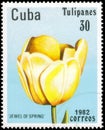 Saint Petersburg, Russia - September 18, 2020: Postage stamp issued in the Cuba the image of the Tulip Jewel of Spring. From the