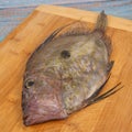 Saint-Pierre Seafish, Zeus Faber, John Dory, Pez de San Pedro, fish, isolated on cutting board background Royalty Free Stock Photo