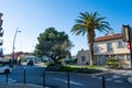 Saint Trope street with palm tree