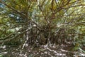 Sainte-Anne, Martinique - Cursed Fig Tree near Anse Michel beach