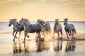 Camargue horses running through water at sunrise Royalty Free Stock Photo