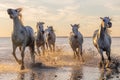 Camargue horses running through water at sunrise Royalty Free Stock Photo