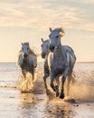 Camargue horses running through water at sunrise Royalty Free Stock Photo