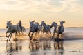 Camargue horses running through water at sunrise