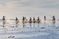 Riders running Camargue horses through shallow water