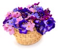 Violets beautiful flowers in basket Royalty Free Stock Photo